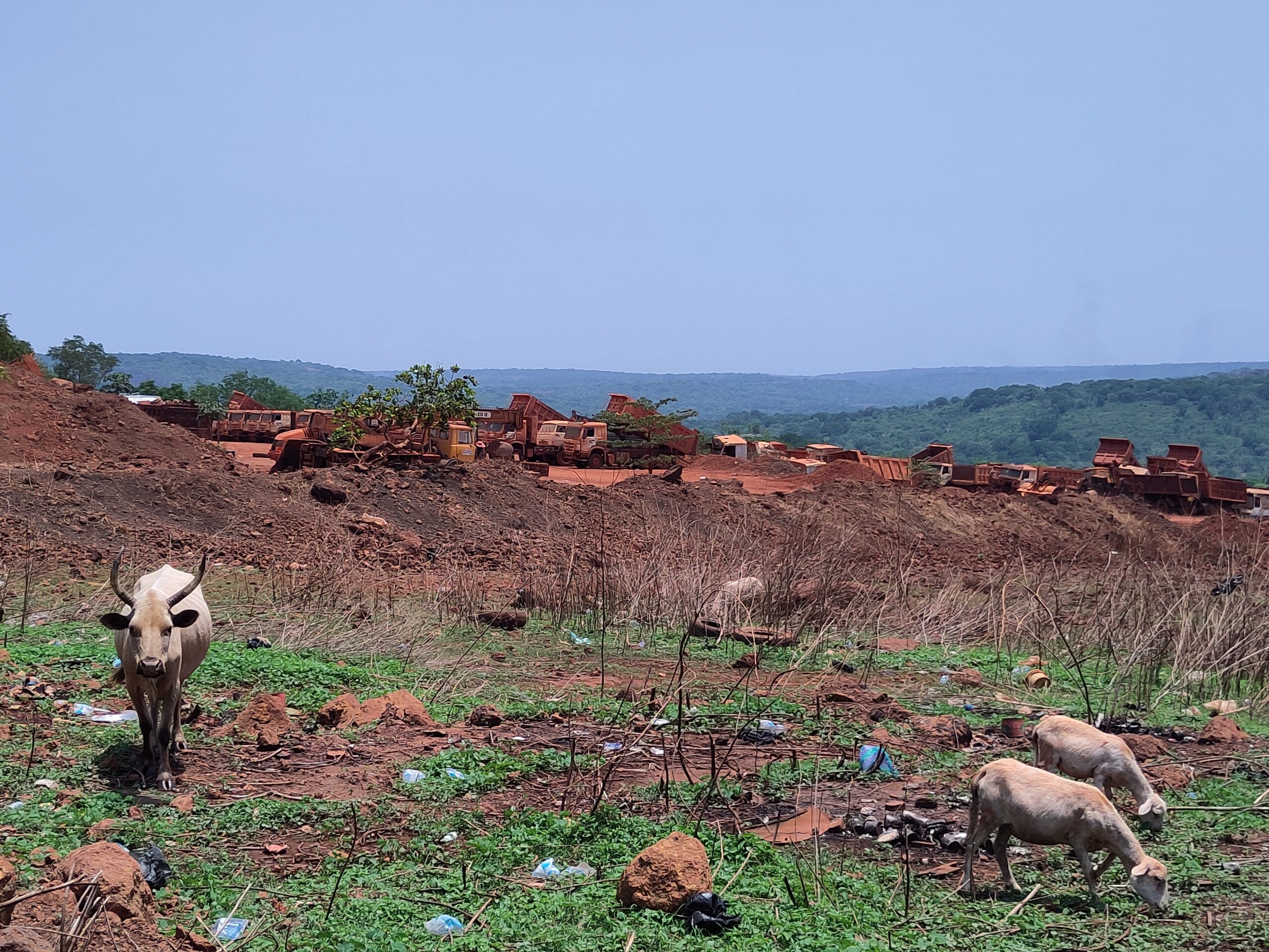 Les répercussions de l’exploitation de la bauxite sur l’élevage et la ...